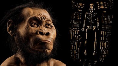 Evrim Düşüncesi Allah İnancıyla Çelişir Mi?