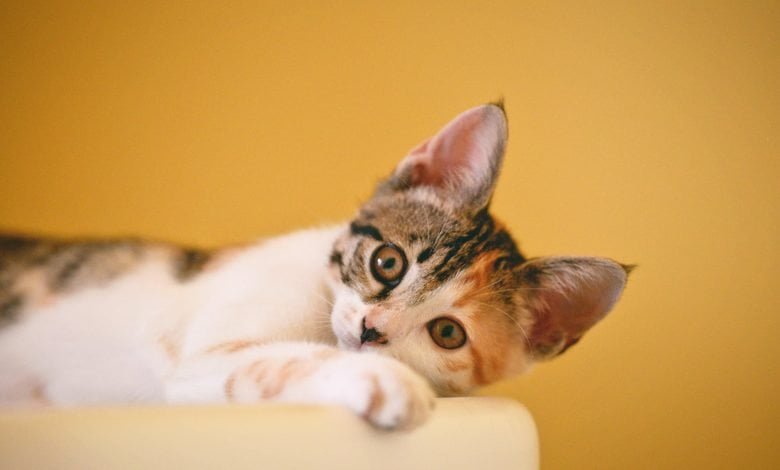 calico cat on focus photo