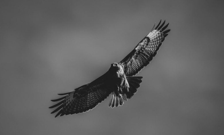 monochrome photo of flying falcon