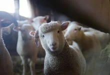 sheep