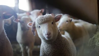 sheep
