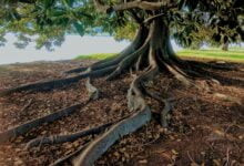 gray trunk green leaf tree beside body of water