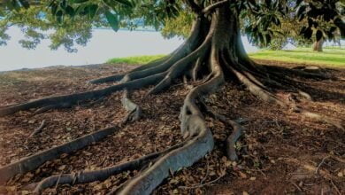 gray trunk green leaf tree beside body of water